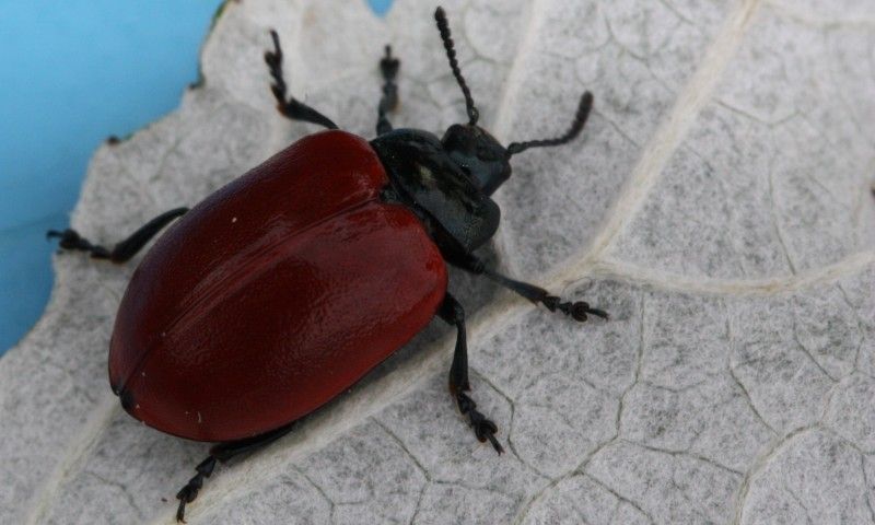 Chrysomela populi